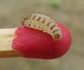 Drile jaunâtre ou Drile panaché (Drilus flavescens), larve  bibendum sur allumette témoin, photo 2