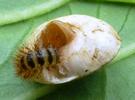 Drile jaunâtre ou Drile panaché (Drilus flavescens), larve   2e stade dans escargot, photo 2.