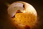 Drile jaunâtre ou Drile panaché (Drilus flavescens), larve 2e stade "mirée" dans escargot, photo 1..