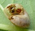 Drile jaunâtre ou Drile panaché (Drilus flavescens), larve 2e stade dans escargot.