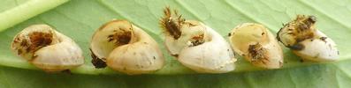Drile jaunâtre ou Drile panaché (Drilus flavescens),  escargots avec exuvies 2e stade.