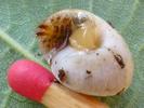 Drile jaun&acirc;tre ou Drile panach&eacute; (Drilus flavescens), larve 3e stade  dans escargot, photo 2