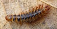 Drile jaunâtre ou Drile panaché (Drilus flavescens), larve 3e stade.