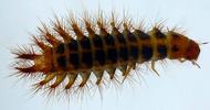 Drile jaunâtre ou Drile panaché (Drilus flavescens), larve 3e stade  sur plaque de verre, photo 3