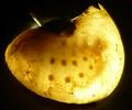 Drile jaunâtre ou Drile panaché (Drilus flavescens), larve 3e stade , dans escargot, par transparence.