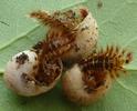 Drile jaunâtre ou Drile panaché (Drilus flavescens),  escargots avec exuvies 4e stade, photo 1.