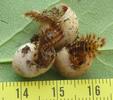 Drile jaunâtre ou Drile panaché (Drilus flavescens),  escargots avec exuvies 4e stade, photo 2