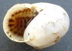 Drile jaun&acirc;tre ou Drile panach&eacute; (Drilus flavescens), larve 5e stade dans escargot, photo 1.