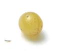 Drile jaunâtre ou Drile panaché (Drilus flavescens), oeuf, début embryogenèse, photo 4