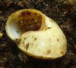 Drile jaun&acirc;tre ou Drile panach&eacute; (Drilus flavescens), escargot avec exuvie  3e stade, photo 1.