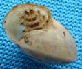 Drile jaun&acirc;tre ou Drile panach&eacute; (Drilus flavescens), escargot avec exuvie  3e stade, photo 3