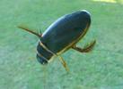 Dytique bord&eacute; (Dytiscus marginalis),  illustration  des facult&eacute;s natatoires, photo 3.