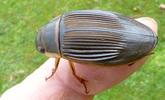 Dytique bord&eacute; (Dytiscus marginalis), femelle en main montrant la striation &eacute;lytrale.