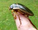 Dytique bord&eacute; (Dytiscus marginalis), m&acirc;le en main, photo 3