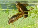 Dytique bord&eacute; (Dytiscus marginalis), couple dans leur &eacute;l&eacute;ment, photo 1.