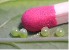 détail des oeufs du Sphinx de la vigne