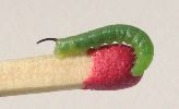 chenille naissante du Sphinx  de la vigne (photo 2)