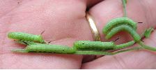 jeunes chenilles  du sphinx de la vigne