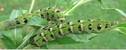 formes vertes de la chenille de D. elpenor