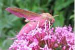 Sphinx de la vigne &agrave; butiner (photo 1)