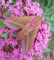 Sphinx de la vigne &agrave; butiner (photo 2)