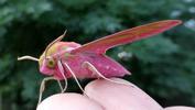 Grand sphinx de la vigne (Deilephila elpenor), par&eacute; pour l'envol !