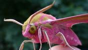 Grand sphinx de la vigne (Deilephila elpenor), gros plan !