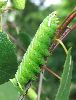chenille de Bombyx versicolore  au dernier stade(photo 3)