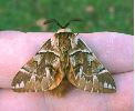 Endromis versicolora, en main (photo 3)