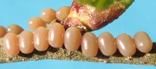 oeufs d'Endromis versicolora, phase "café au lait" (photo 2)
