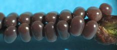 oeufs d'Endromis versicolora, phase "chocolat" (photo 2)