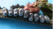 oeufs d'Endromis versicolora, phase "gris acier" (photo 2)