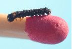 chenille naissante du Bombyx versicolore