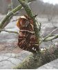 Endromis versicolora, mâle sur le vif (photo 6)