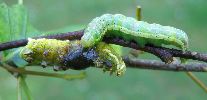 chenille carnassi&egrave;re de Cosmia trapezina