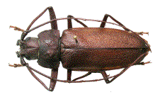 Ergate forgeron m&acirc;le (collection)