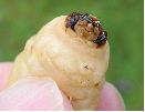 larve d'Ergates, détail de la tête (photo2)