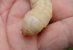 larve d'Ergate venant de muer (photo 2)