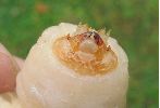 larve d'Ergate venant de muer, détail de la tête (photo 1)