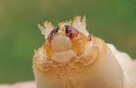 larve d'Ergate venant de muer, détail de la tête (photo 2)