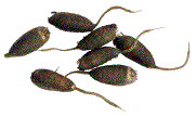 nymphes d'éristalis