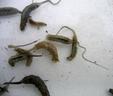 larves à queues de rats d'éristales