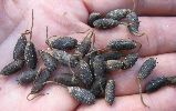 nymphes d'éristalis