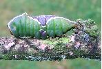 chenille de vinula en pr&eacute;-nymphose