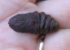 chrysalide de vinula isol&eacute;e