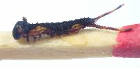 chenille de vinula, stade 2 (clich&eacute; 2)