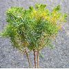 euphorbe petit cyprès (Euphorbia cyparissias)