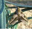 Sphinx de l'euphorbe nouvellement éclos
