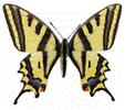 Alexanor (Papilio alexanor) adulte étalé.