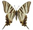 Voilier blanc (Iphiclides feisthameli) adulte étalé.